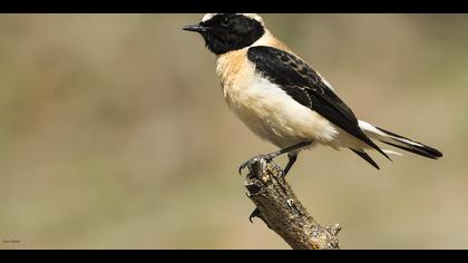 Karakulaklı kuyrukkakan