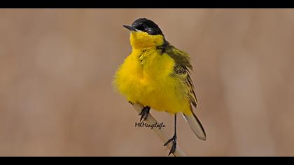 Sarı kuyruksallayan