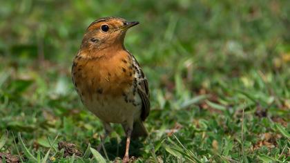 Kızılgerdanlı incirkuşu