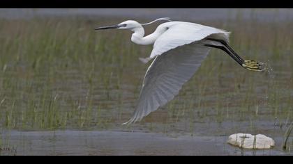 Küçük ak balıkçıl