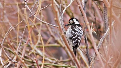 Küçük ağaçkakan