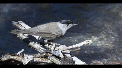 Karabaşlı ötleğen