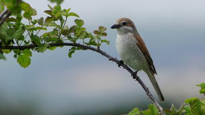 Kızılsırtlı örümcekkuşu