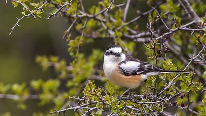 Maskeli örümcekkuşu