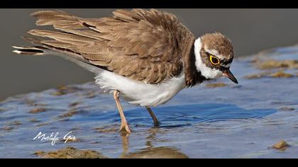 Halkalı küçük cılıbıt