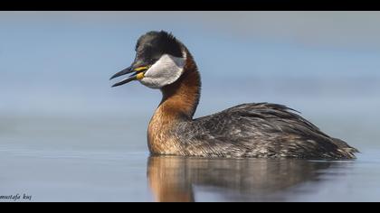 Kızılboyunlu batağan