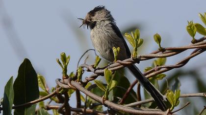 Uzunkuyruklu baştankara