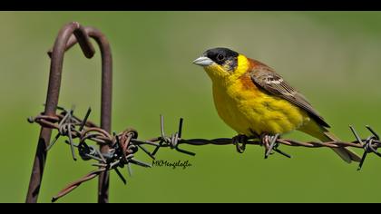 Karabaşlı kirazkuşu