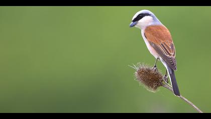 Kızılsırtlı örümcekkuşu