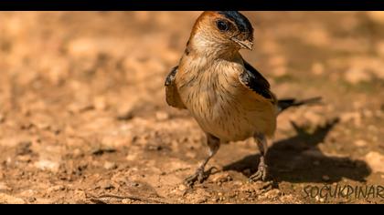 Kızıl kırlangıç