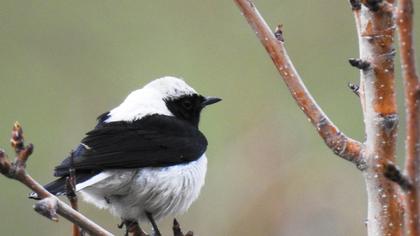 Aksırtlı kuyrukkakan
