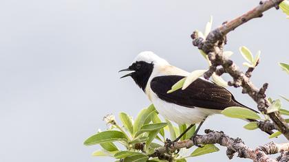 Karakulaklı kuyrukkakan