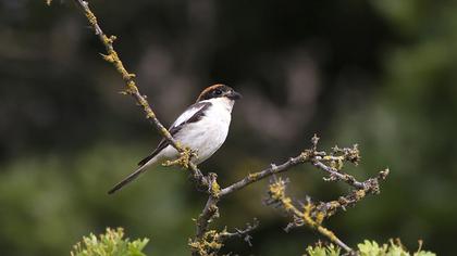 Kızılbaşlı örümcekkuşu