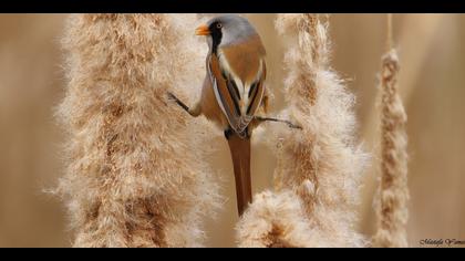 Bıyıklı baştankara