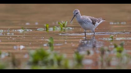 Bataklık düdükçünü