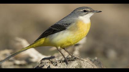 Dağ kuyruksallayanı
