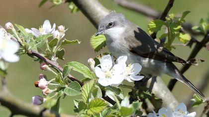 Küçük akgerdanlı ötleğen