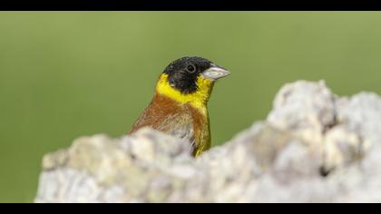 Karabaşlı kirazkuşu