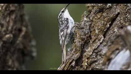 Bahçe tırmaşıkkuşu