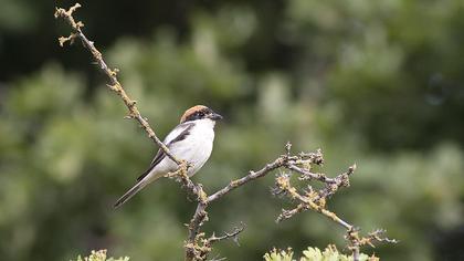 Kızılbaşlı örümcekkuşu
