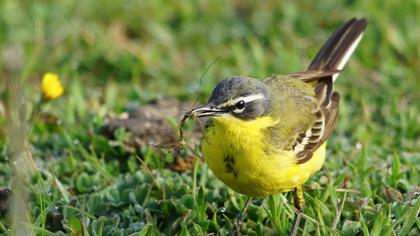 Sarı kuyruksallayan