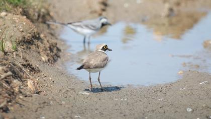 Halkalı küçük cılıbıt