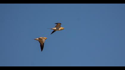 Kılkuyruk bağırtlak