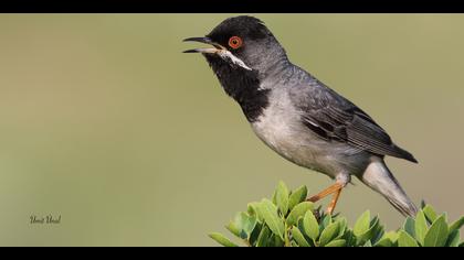 Karaboğazlı ötleğen