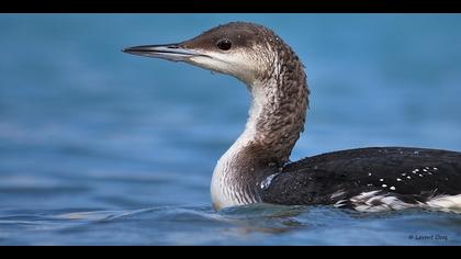 Karagerdanlı dalgıç » Black-throated Loon » Gavia arctica