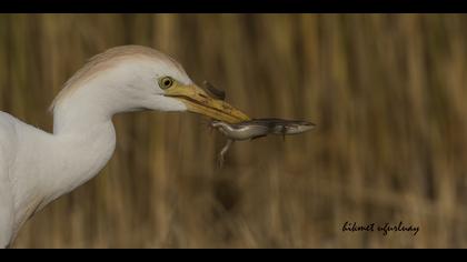Sığır balıkçılı