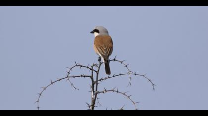 Kızılsırtlı örümcekkuşu