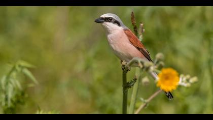 Kızılsırtlı örümcekkuşu