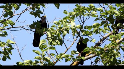 Sarıgagalı dağ kargası