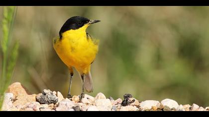 Sarı kuyruksallayan