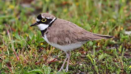 Halkalı küçük cılıbıt