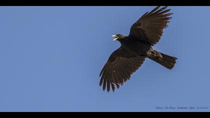 Sarıgagalı dağ kargası