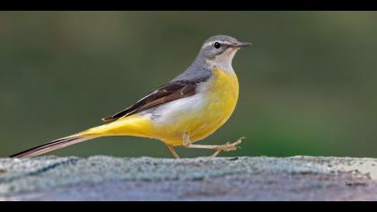 Dağ kuyruksallayanı