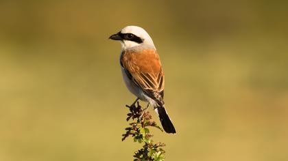 Kızılsırtlı örümcekkuşu