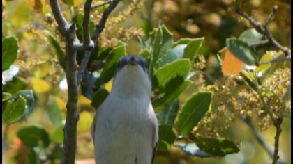 Küçük akgerdanlı ötleğen