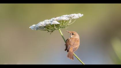 Saz kamışçını » Eurasian Reed Warbler » Acrocephalus scirpaceus