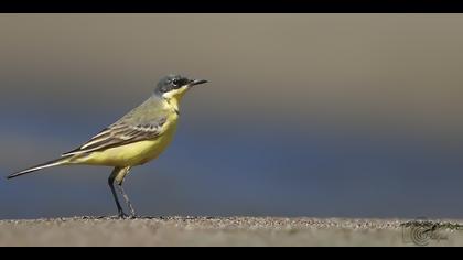 Sarı kuyruksallayan