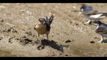 Kızıl kırlangıç