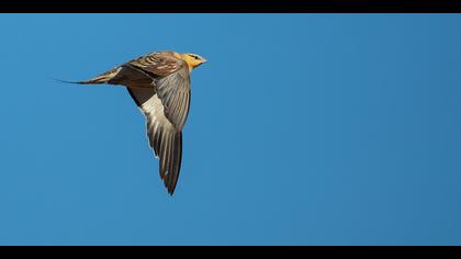 Kılkuyruk bağırtlak