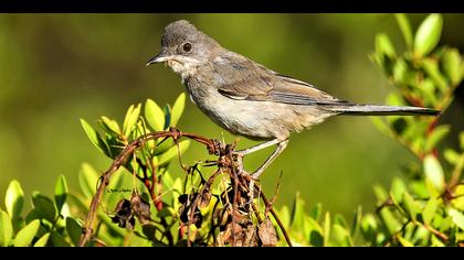Bıyıklı ötleğen
