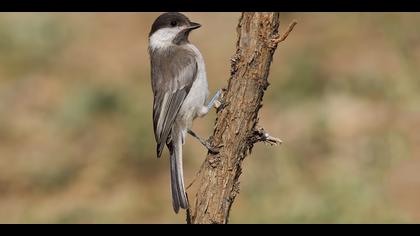 Akyanaklı baştankara