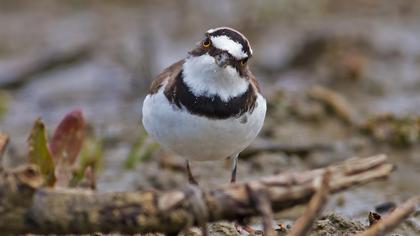Halkalı küçük cılıbıt