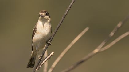 Kızılbaşlı örümcekkuşu