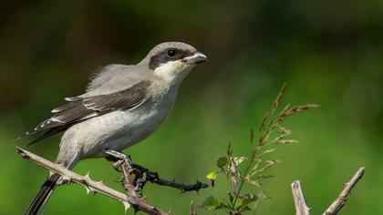 Karaalınlı örümcekkuşu