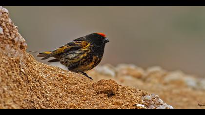 Kara iskete » Red-fronted Serin » Serinus pusillus