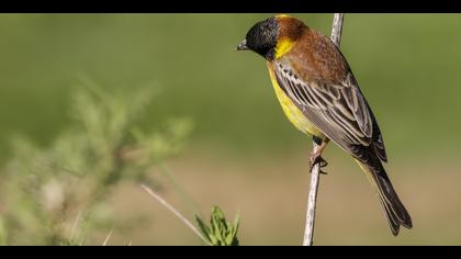 Karabaşlı kirazkuşu
